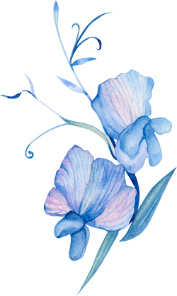 Blue sweet pea watercolor